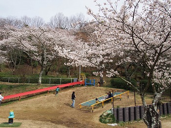 長野公園の桜
