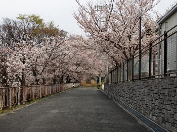 寺ヶ池公園（千代田台保育所横広場）の桜