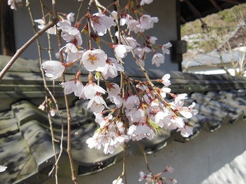 天野山金剛寺の桜
