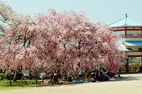 長野公園の桜