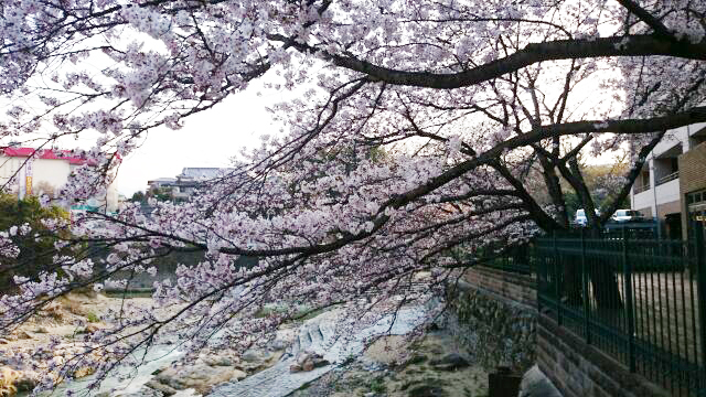 河内長野公園周辺の桜