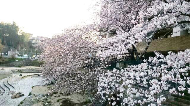 河内長野公園周辺の桜