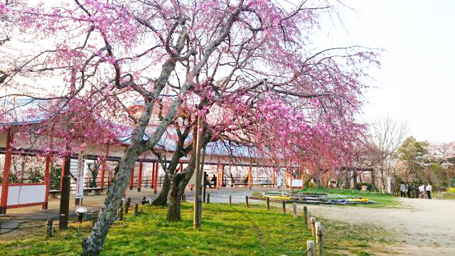 河内長野公園の桜