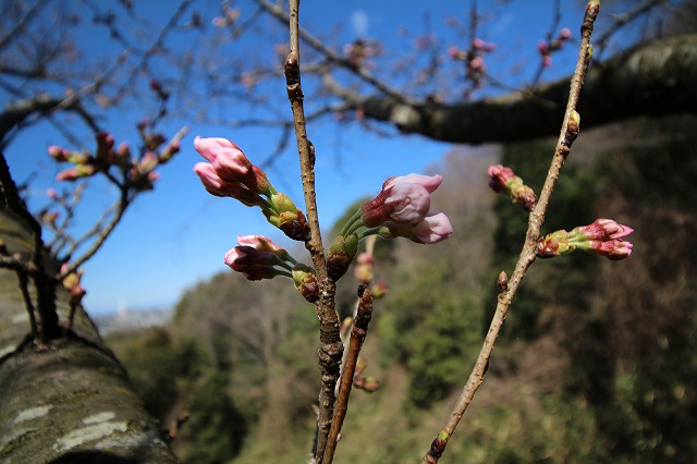 願昭寺の桜