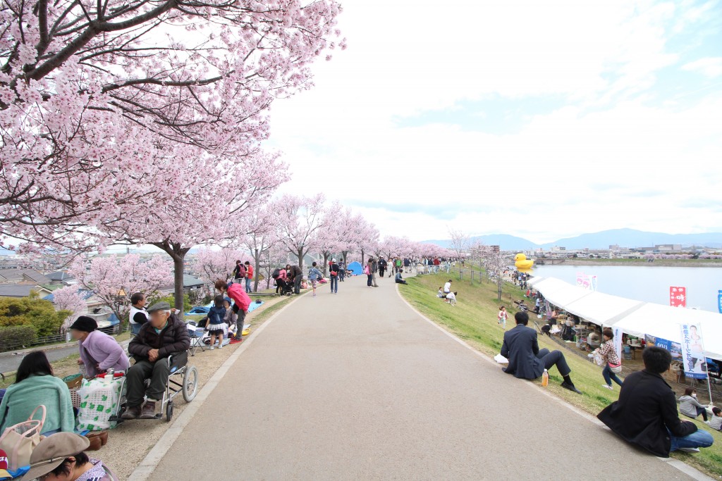 大阪狭山市桜まつり春