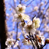 長野公園の梅