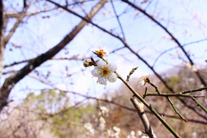 長野公園の梅