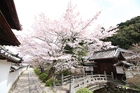 天野山金剛寺の桜