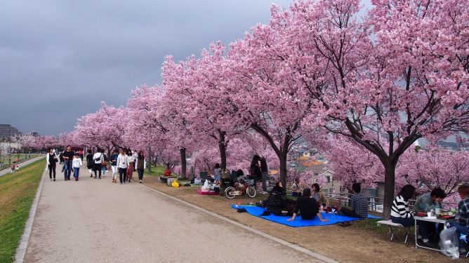 4月8日。狭山池周辺と寺ヶ池公園の桜をメインに撮影して来ました。