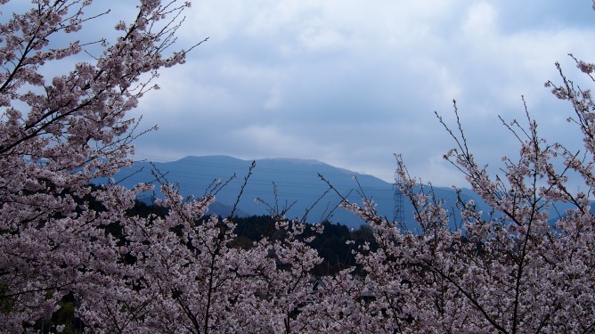 あっちもこっちも！河内長野の桜は満開です！！