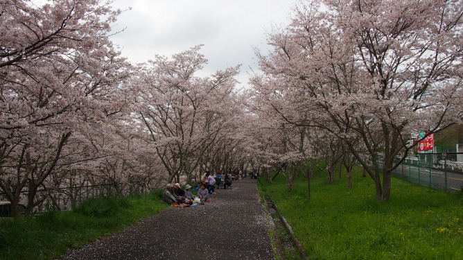 あっちもこっちも！河内長野の桜は満開です！！