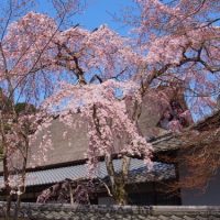 4月4日。金剛寺と長野公園（奥河内さくら公園）の桜です。