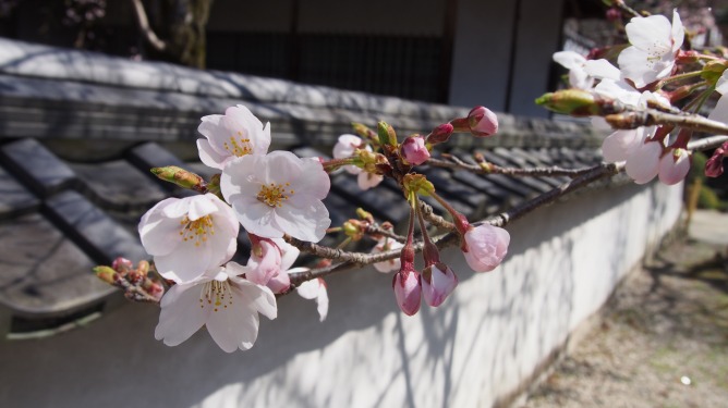 4月4日。金剛寺と長野公園（奥河内さくら公園）の桜です。