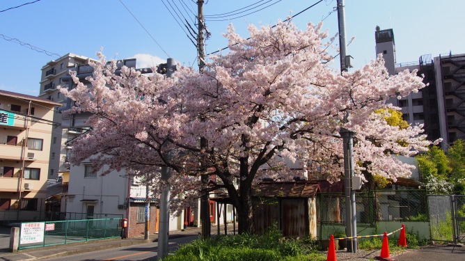 青空をバックにまだ綺麗に咲いている桜を撮って来ました。