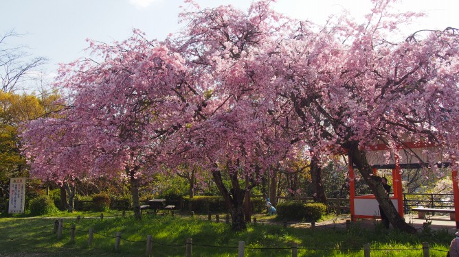 青空をバックにまだ綺麗に咲いている桜を撮って来ました。