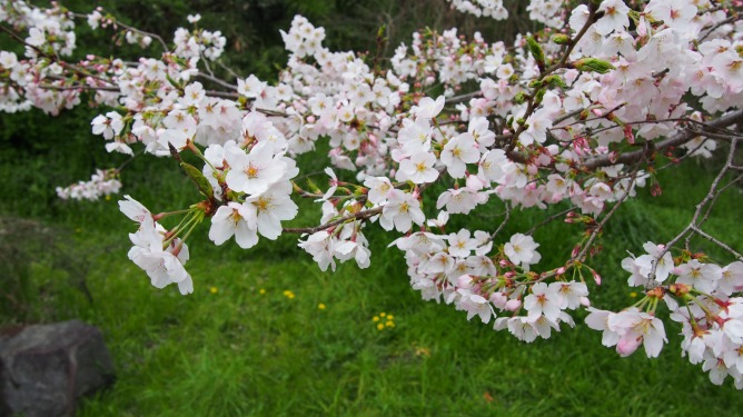 4月8日。狭山池周辺と寺ヶ池公園の桜をメインに撮影して来ました。