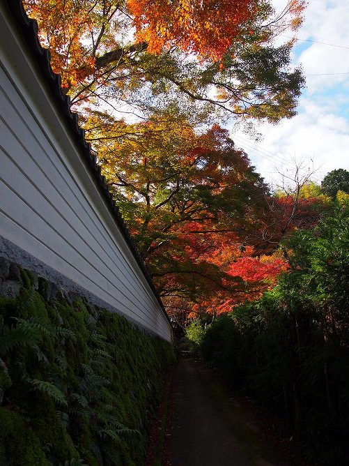 延命寺の紅葉がちょうど見頃となっています。