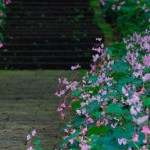 岩湧寺の秋海棠と石楠花（5月・9月）