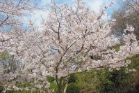公園遊具エリアにある桜です。