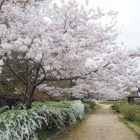 寺ヶ池公園の桜