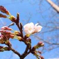 願昭寺の桜
