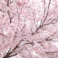 大阪狭山市桜まつり春