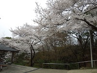 長野公園（奥河内さくら公園）の桜