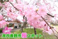 2017河内長野市桜スポット
