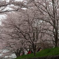 4月9日。悪天候にも負けず咲き誇っている桜を撮影しました。