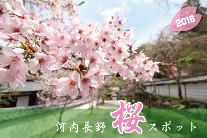 河内長野桜スポット2018